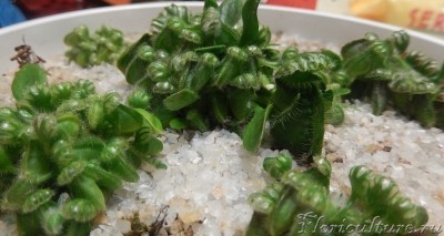 VK_Saved_Photo_ 635761307203300559.jpg