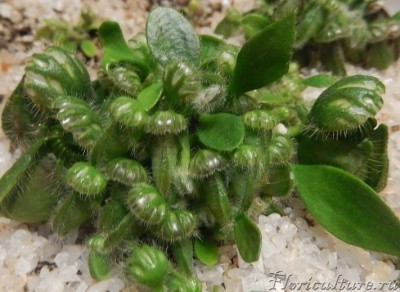 VK_Saved_Photo_ 635761307422551330.jpg