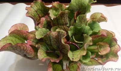 VK_Saved_Photo_ 635761307281331715.jpg