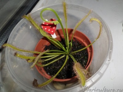 Росянка drosera capensis var alba5.JPG