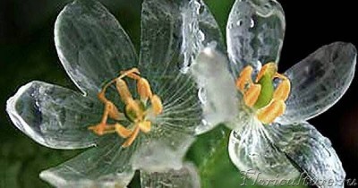 e05c7ba514fdb0aa9a26620c9331b05a.jpg (33.18 КБ) 1778 просмотров Намок после дождика...