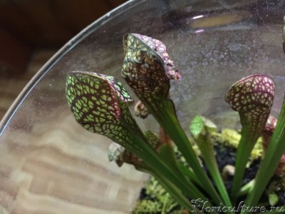 фото высохшего кувшинчика