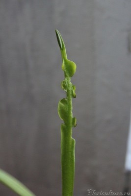 Рваные края