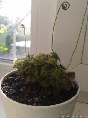 Готовится цвести Алиса