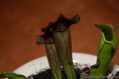 IMG_5782_новый размер.JPG