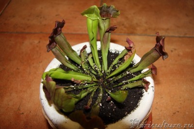 IMG_5785_новый размер.JPG