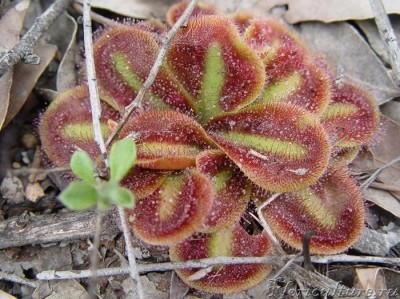 Drosera_erythrorhiza_Red_ink_sundew форум1.jpg