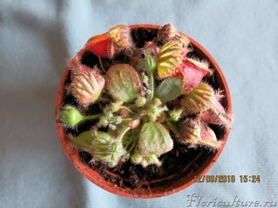 приобретенное растение