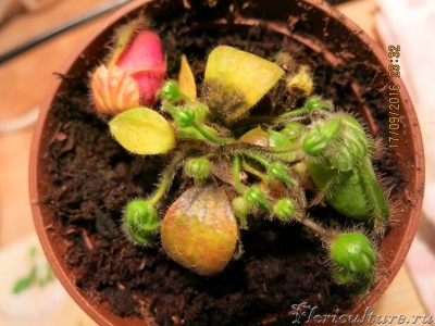 текущее состояние