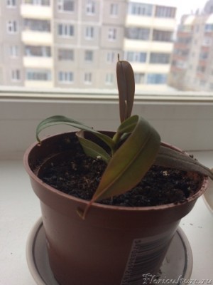 Сангвинея, пришла в прошлом месяце. Но в отличии от Мэри явного роста не наблюдается, кувшинки отсутствуют и даже те, которые начинают завязываться подсыхают. Что это может быть?