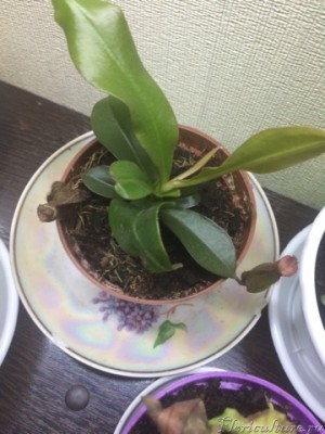 вот такой пришла Мэри