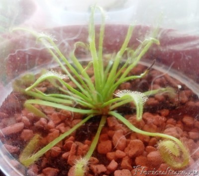 вот как подросло