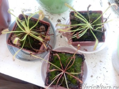 вот как оно пришло