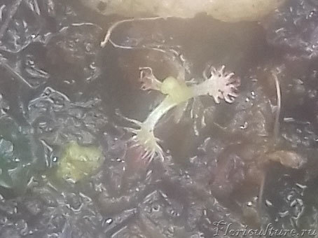 Размер ростка около 4-5 мм