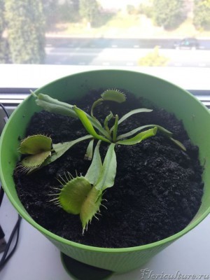 вот мое растение