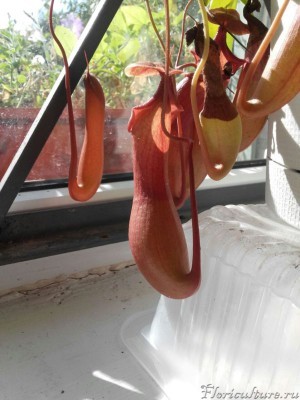 Кувшины больше 12 см