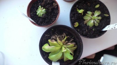 это фото было сделано после месячного пребывания у меня дома