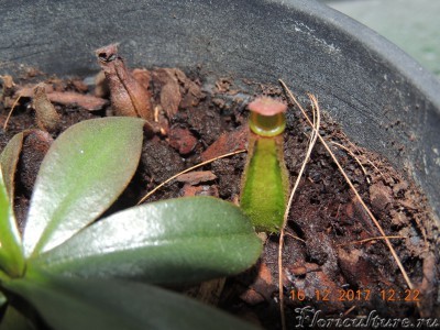 Nepenthes x Bloody Mary (маленький)