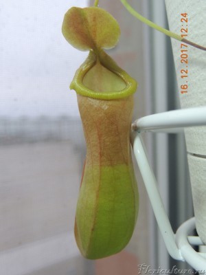 Nepenthes x ventrata