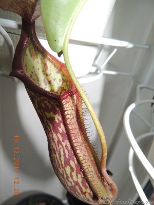 Nepenthes x Miranda