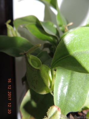 Nepenthes x Hookeriana