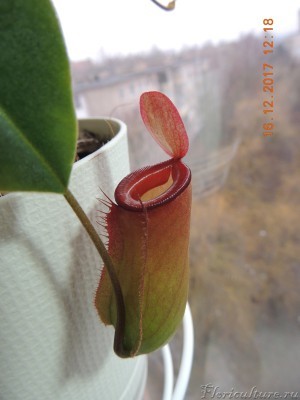 Nepenthes x Bloody Mary