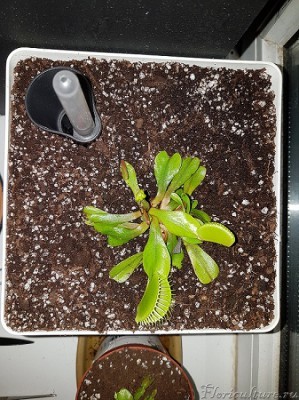 новый горшок