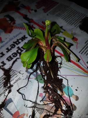 корневая система большого растения