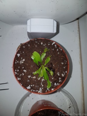 мелочь в новом горшке