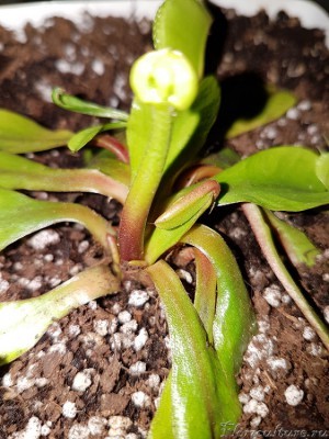 цветонос есть