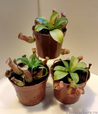 Заявление типа взрослое растение!вентрата похоже.