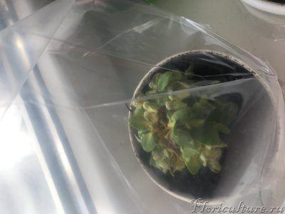 Вот это "мама" полысевшая и порыжевшая