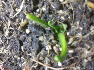 Оцените состояние после холодной зимовки пожалуйста.