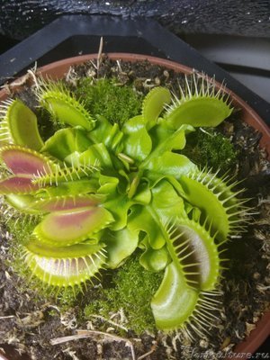 Пожалуйста помогите определить вид. Покупал как lov giant. Если это так то что это за вид. Может кто знает какие особенности даного экземпляра? Спасибо заранее.