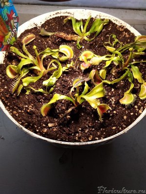 Проснулись