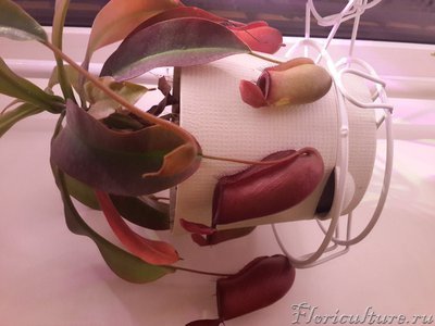 Вот кстате Блуд Мэри.