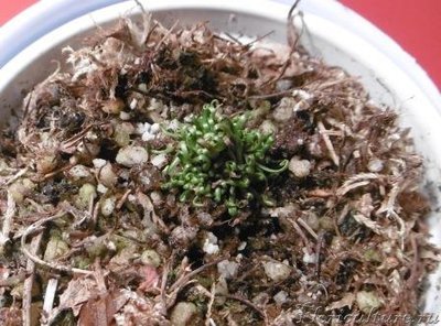 англ. апрель.jpg