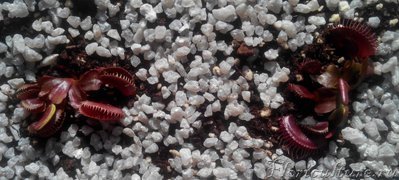 Red Piranha и Akai Ryu