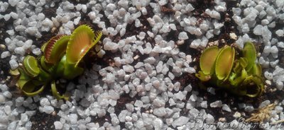 Dentate Traps и Microdent