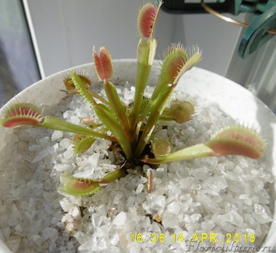 мухоловка апрель.jpg