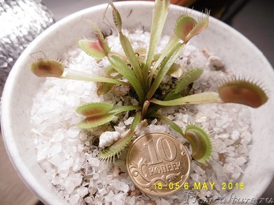 сеянец 1 апрель17.jpg