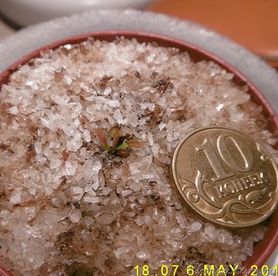 сеянец 2 апрель17.jpg