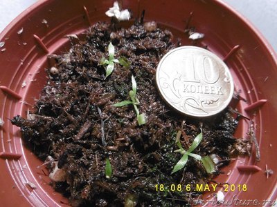 сеянец апрель 18.jpg