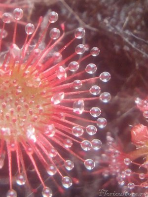 Spatulata var. lovellae