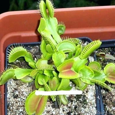 giant-fly-trap-plant-trap-plant-potted-insectivorous-plant-seeds-giant-clip-flytrap-seeds-fly-trap-plant-facts.jpg