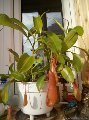 Мой страдалец