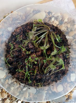 Вторые сутки после пересадки, вроде не все померли) ждемс...