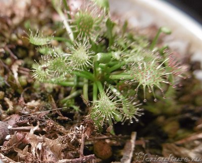 росянка кон. апреля .JPG