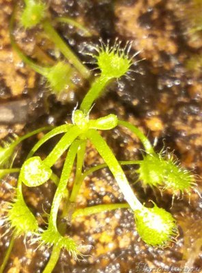 Даже листики встали