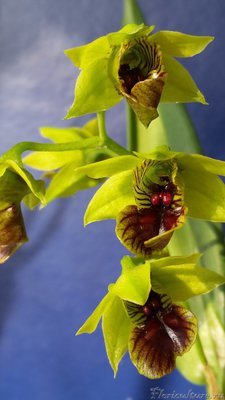 dendrobium convolutum.jpg